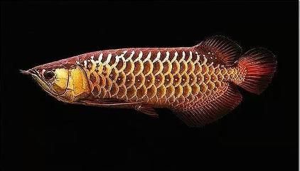 怎么飼養金龍魚：金龍魚飼養技巧