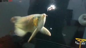 金龍魚(yú)幼崽吃什么飼料，金龍魚(yú)幼崽飼料制作方法金龍魚(yú)幼崽混合喂食比例