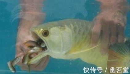 金龍魚(yú)幼崽吃什么飼料，金龍魚(yú)幼崽飼料制作方法金龍魚(yú)幼崽混合喂食比例