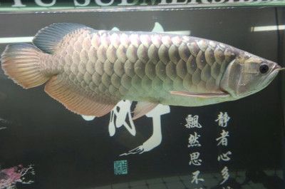 龍魚臨死前有什么預兆：龍魚臨死前有哪些預兆