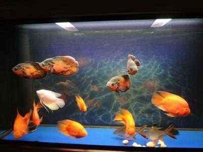 一米二的魚缸可以養銀龍魚嗎 一米二的魚缸可以養銀龍魚嗎 龍魚百科 第5張