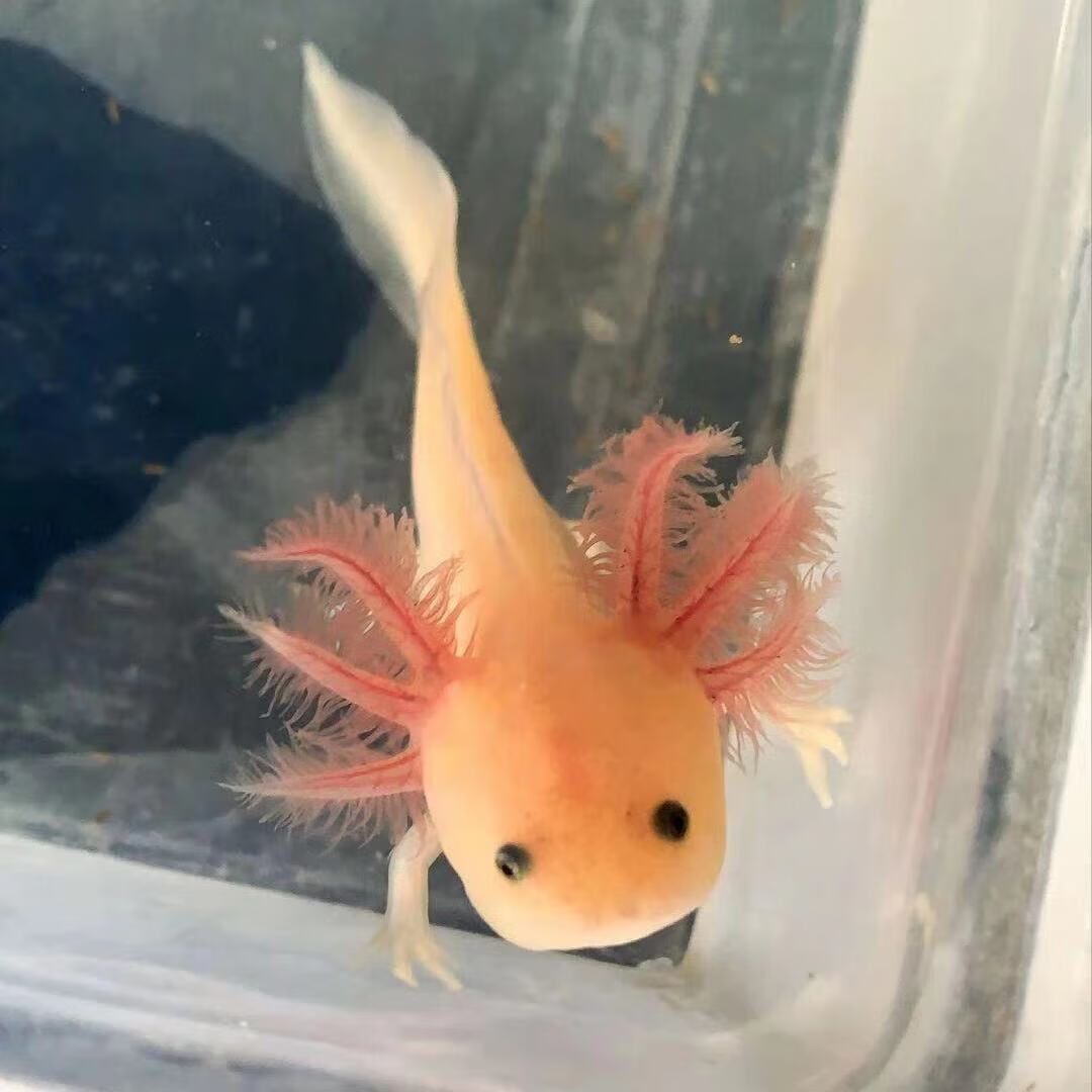 六角龍魚萌圖：世界上最呆萌的寵物魚——六角龍魚