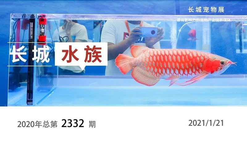 北京和興龍魚都有啥牌子