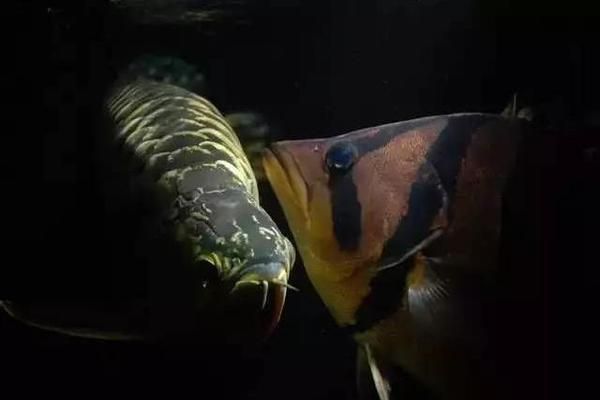 如何讓龍魚適應燈光:如何讓龍魚適應新環境的最佳時間 龍魚百科 第3張 如何讓龍魚適應燈光:如何讓龍魚適應新環境的最佳時間 如何讓龍魚適應燈光:如何讓龍魚適應新環境的最佳時間 龍魚百科 第3張