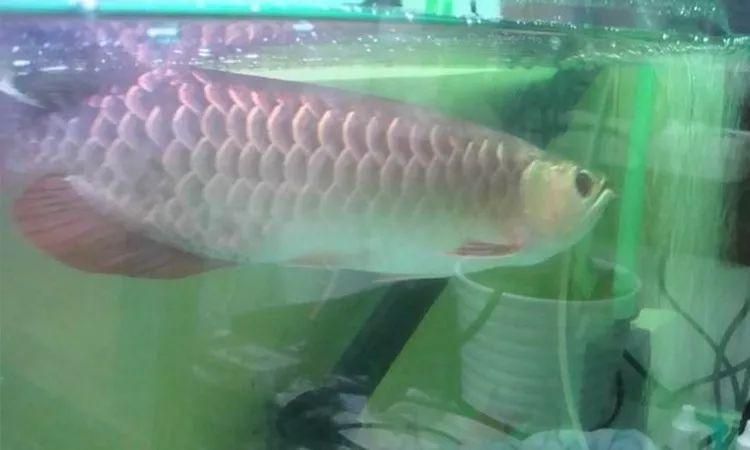 家中龍魚死掉了預示什么【家中龍魚死掉的原因】