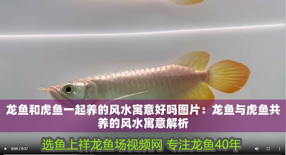 龍魚和虎魚一起養的風水寓意好嗎圖片：龍魚與虎魚共養的風水寓意解析