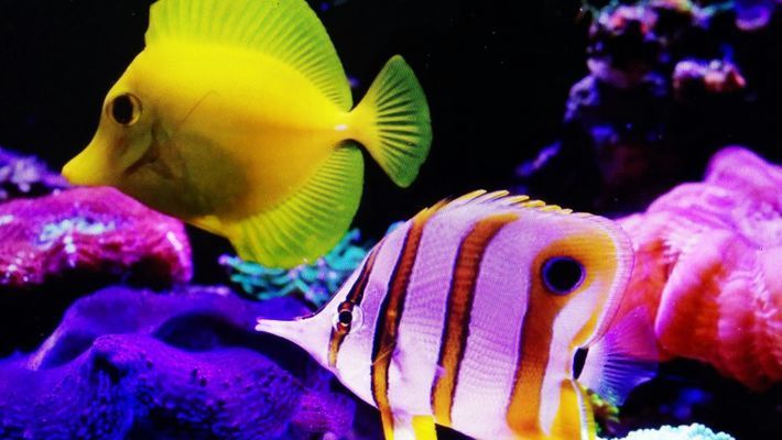 龍魚和虎魚一起養的風水寓意好嗎圖片：龍魚與虎魚共養的風水寓意解析