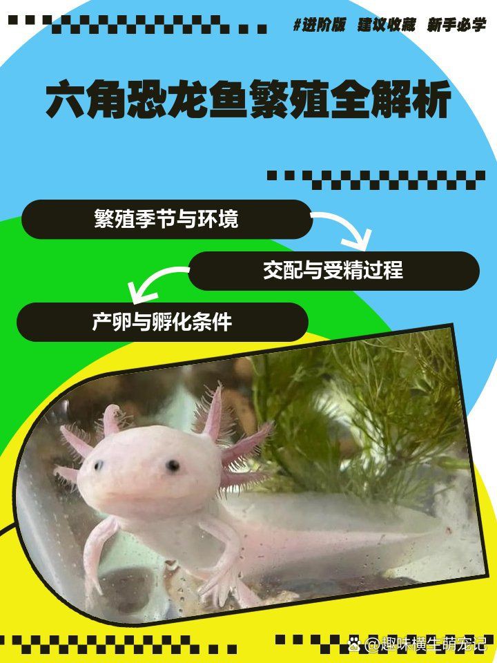 六角龍產(chǎn)卵用不用撈出來(lái)