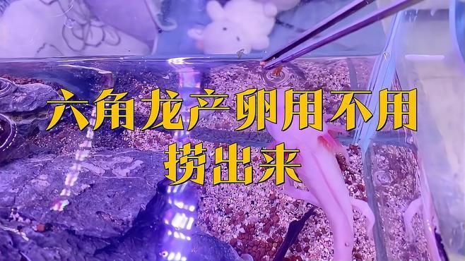 六角龍產(chǎn)卵用不用撈出來(lái)