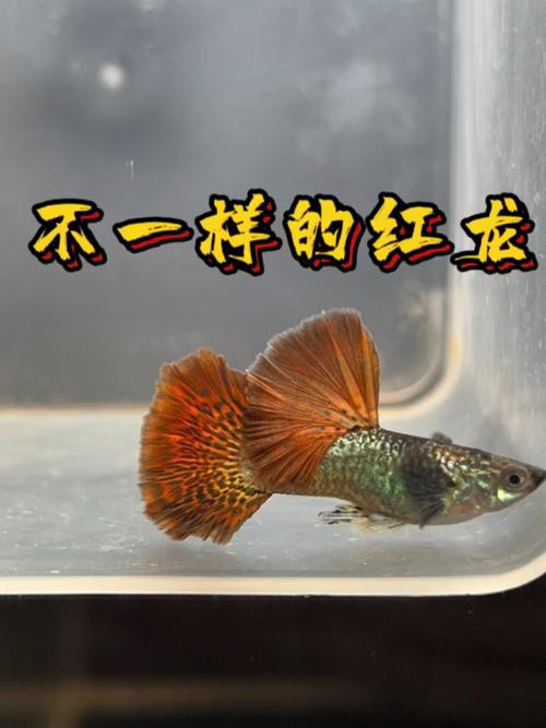 小型孔雀龍魚 小型孔雀龍魚 龍魚百科 第8張