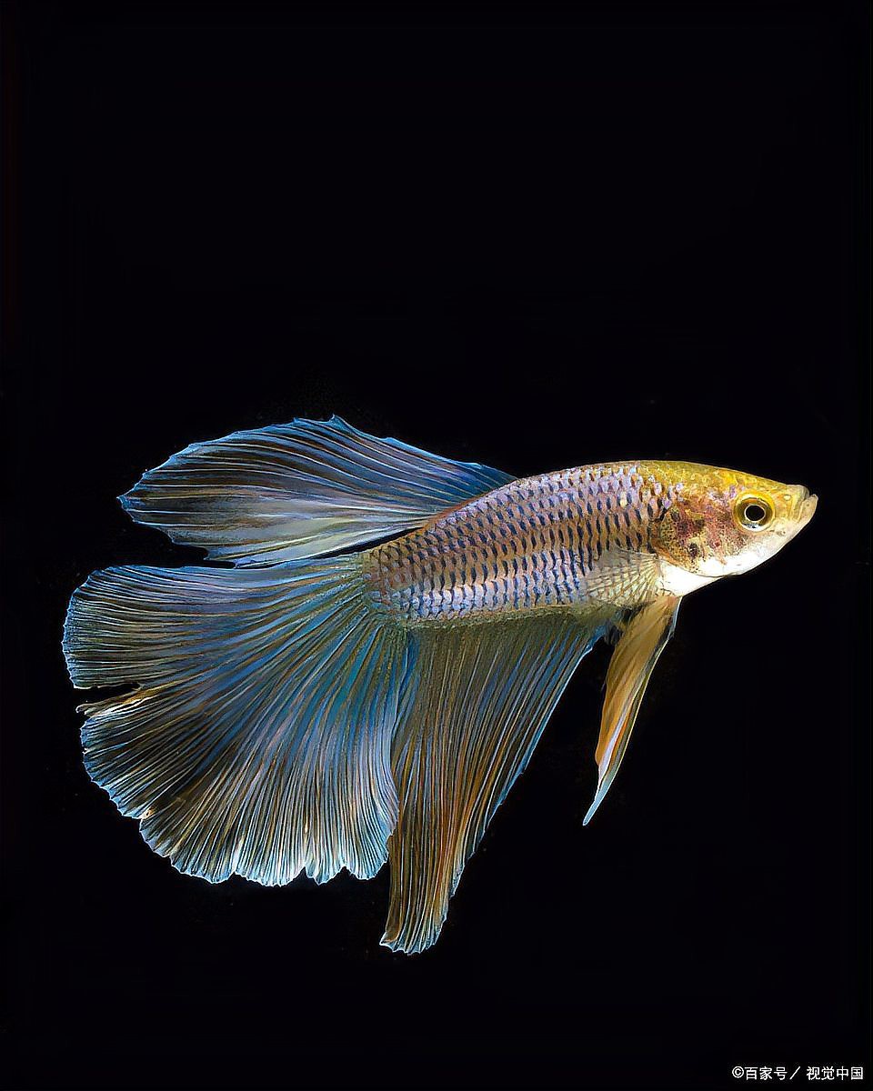 小型孔雀龍魚 小型孔雀龍魚 龍魚百科 第11張