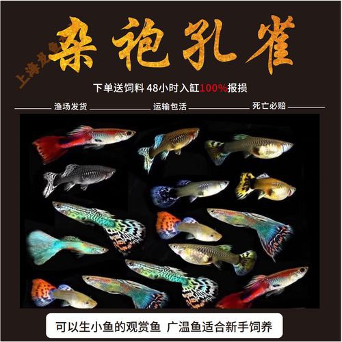 小型孔雀龍魚 小型孔雀龍魚 龍魚百科 第2張