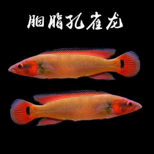 小型孔雀龍魚 小型孔雀龍魚 龍魚百科 第3張