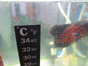 龍魚白點病不吃食怎么辦:龍魚白點病的原因與治療方法 龍魚百科 第1張 龍魚白點病不吃食怎么辦:龍魚白點病的原因與治療方法 龍魚白點病不吃食怎么辦:龍魚白點病的原因與治療方法 龍魚百科 第1張