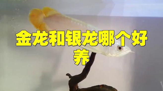 金龍魚和銀龍魚怎么養 金龍魚和銀龍魚怎么養 龍魚百科 第3張