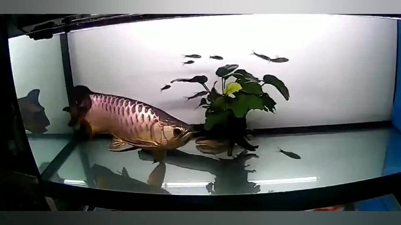 龍魚(yú)叫聲的原因（龍魚(yú)在特定情況下會(huì)發(fā)出叫聲）
