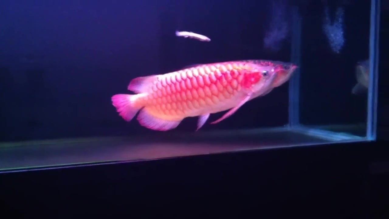 龍魚(yú)叫聲的原因（龍魚(yú)在特定情況下會(huì)發(fā)出叫聲）