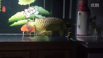 龍魚叫聲的原因（龍魚在特定情況下會發出叫聲）