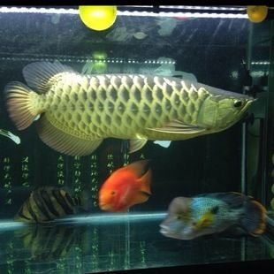 龍魚叫聲的原因（龍魚在特定情況下會發出叫聲）