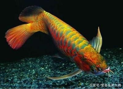 龍魚有哪些顏色：龍魚的體色可能會受到環境因素影響，飼養龍魚時應考慮其自然色彩