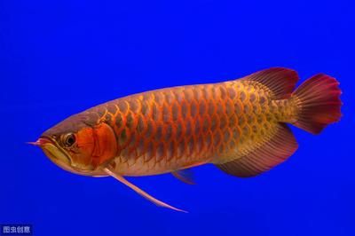 龍魚一般多久發色：龍魚發色時間受多種因素影響，龍魚發色期水質管理技巧