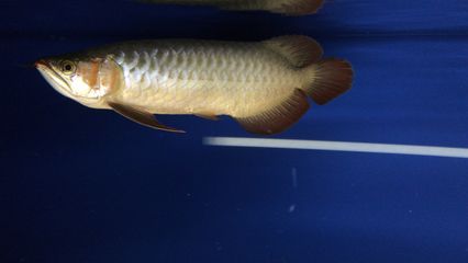 小龍魚長(zhǎng)多大能看出什么顏色(小龍魚發(fā)色過程與體長(zhǎng)密切相關(guān)) 龍魚百科 第4張 小龍魚長(zhǎng)多大能看出什么顏色(小龍魚發(fā)色過程與體長(zhǎng)密切相關(guān)) 小龍魚長(zhǎng)多大能看出什么顏色(小龍魚發(fā)色過程與體長(zhǎng)密切相關(guān)) 龍魚百科 第4張