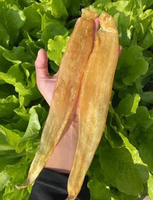 金龍魚膠適合哪些人群食用？