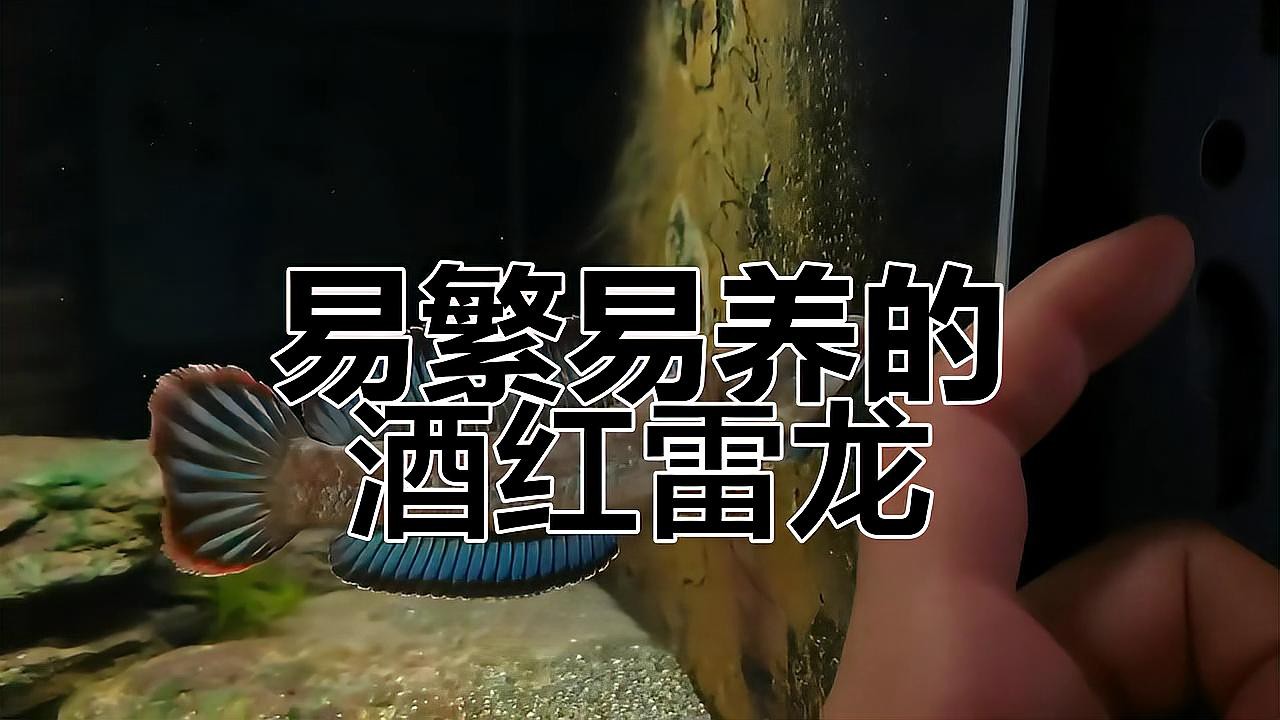 酒紅雷龍魚價格及圖片