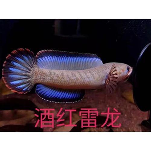 酒紅雷龍魚價格及圖片