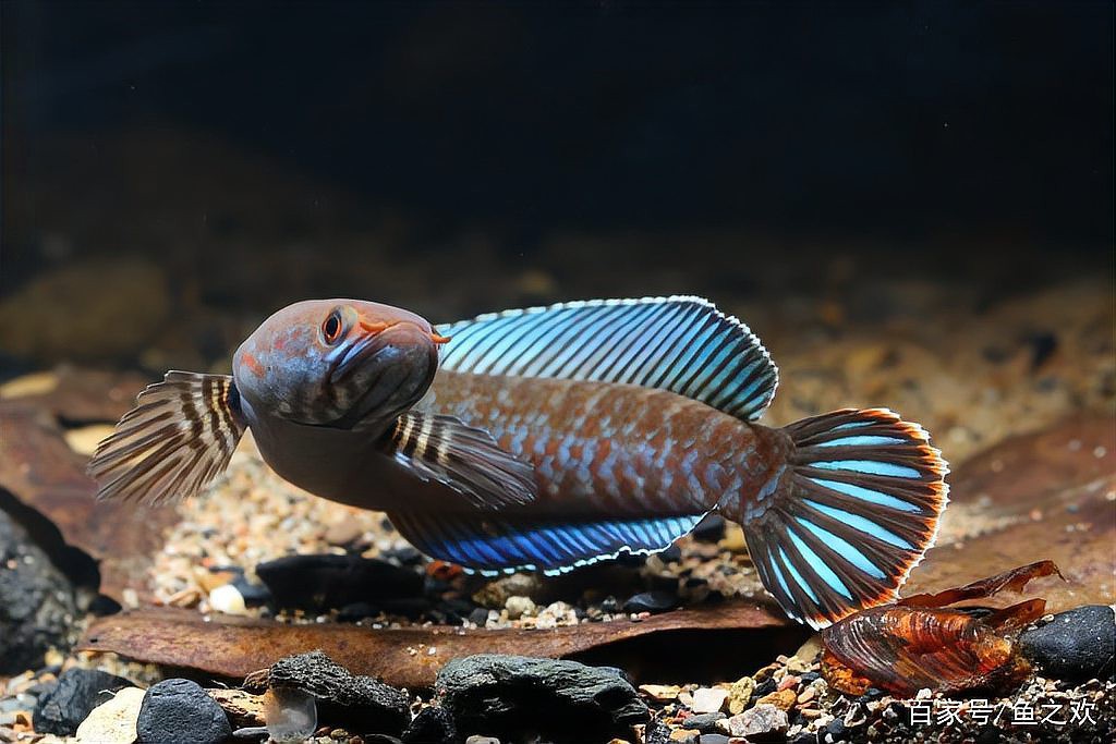 酒紅雷龍魚價格及圖片
