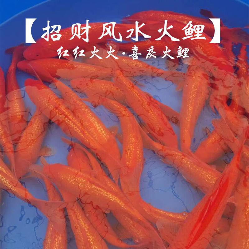 酒紅雷龍魚價格及圖片