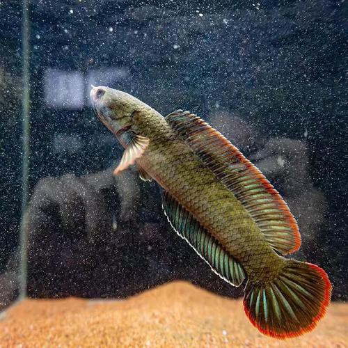 酒紅雷龍魚價格及圖片