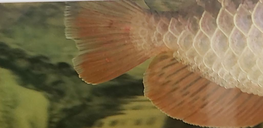 龍魚尾巴有血絲怎么辦啊：龍魚尾巴出現紅血絲怎么辦 龍魚尾巴有血絲怎么辦啊：龍魚尾巴出現紅血絲怎么辦 龍魚百科 第5張