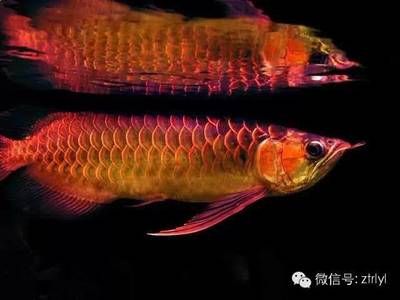 龍魚生產(chǎn)：龍魚的生產(chǎn)過程