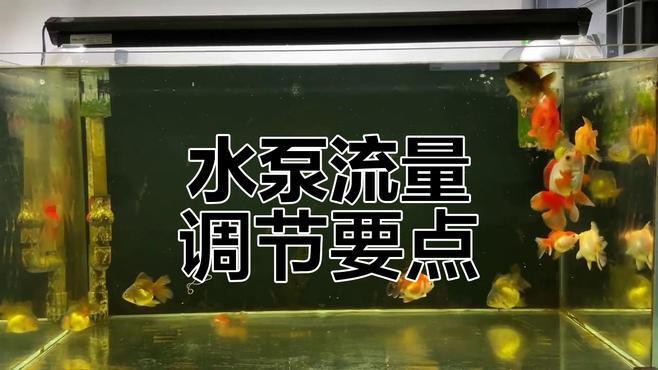 大型龍魚缸出水口位置