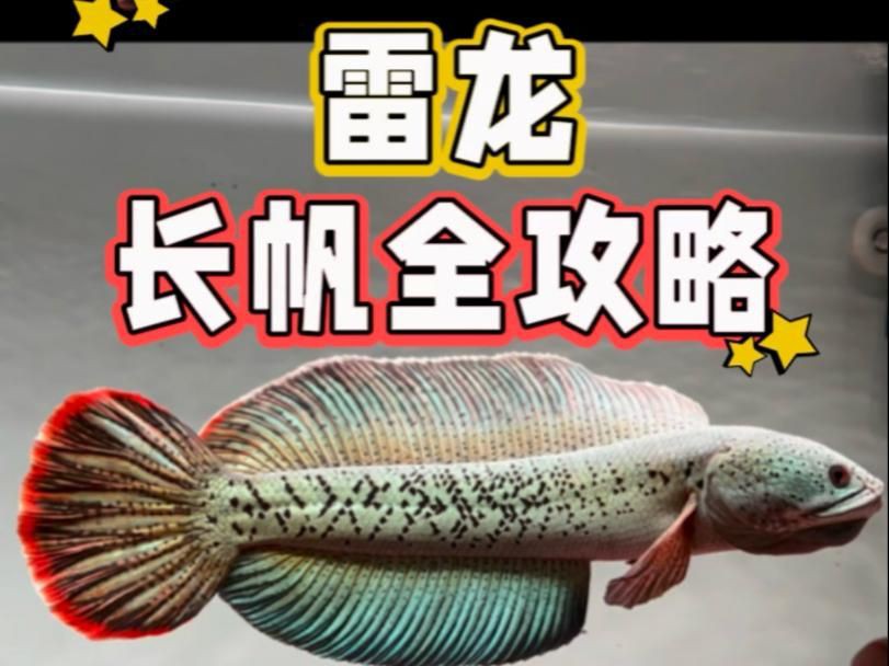 雷龍魚怎么養(yǎng)出大帆