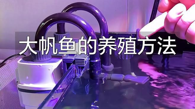 雷龍魚怎么養(yǎng)出大帆