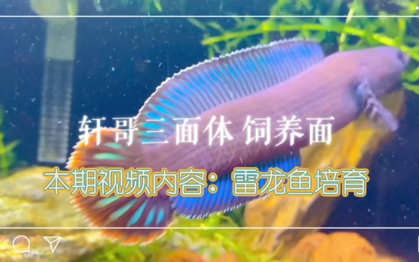 雷龍魚怎么養(yǎng)出大帆