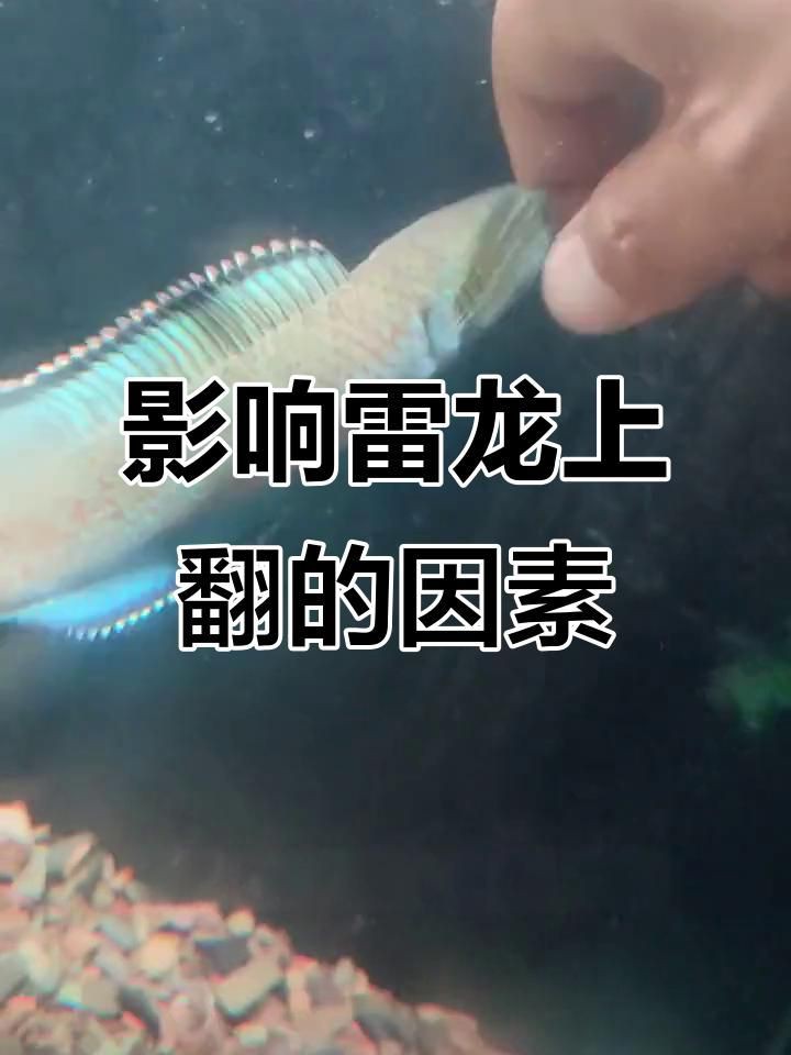 雷龍魚怎么養(yǎng)出大帆