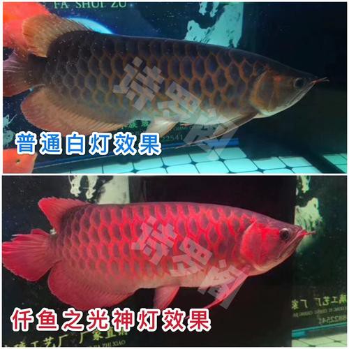 紅龍魚用什么顏色的燈好呢圖片