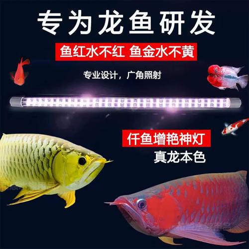 紅龍魚用什么顏色的燈好呢圖片