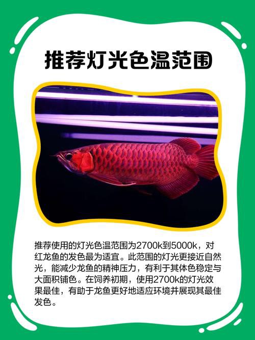 紅龍魚用什么顏色的燈好呢圖片
