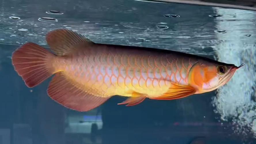 紅龍魚用什么顏色的燈好呢圖片