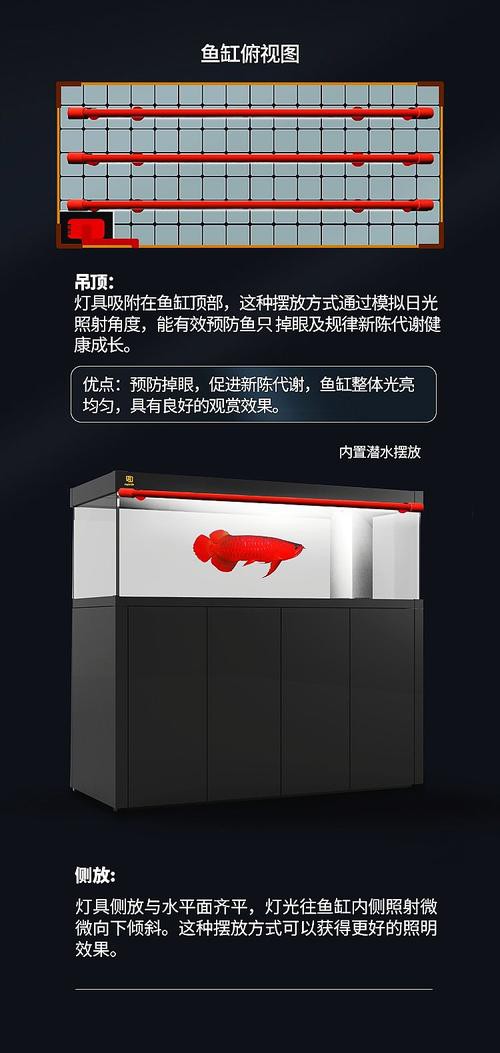 紅龍魚用什么顏色的燈好呢圖片