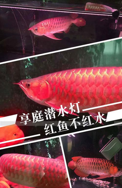 紅龍魚用什么顏色的燈好呢圖片