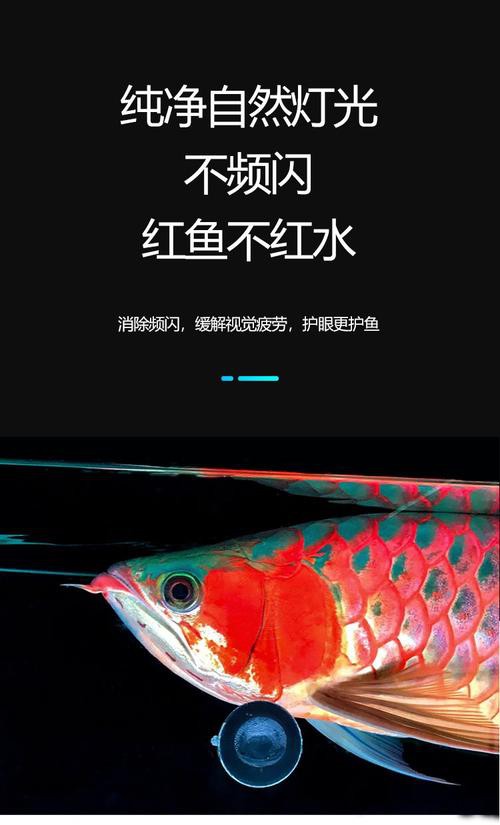 紅龍魚用什么顏色的燈好呢圖片