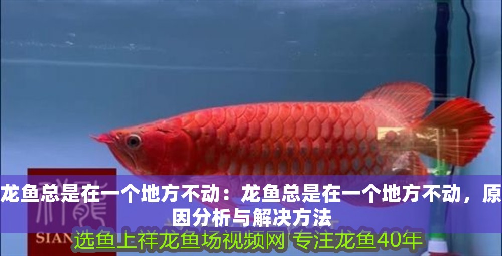 龍魚總是在一個地方不動：龍魚總是在一個地方不動，原因分析與解決方法