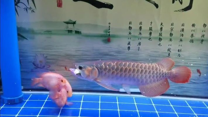 紅龍魚最忌三種東西一起養，如何識別性格兇猛的魚類