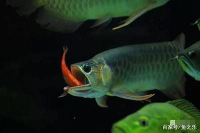 龍魚喂草金危險嗎：喂食草金給龍魚并非絕對危險的行為但需謹慎操作 龍魚喂草金危險嗎：喂食草金給龍魚并非絕對危險的行為但需謹慎操作 龍魚百科 第4張