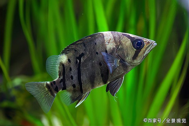 虎紋恐龍魚(yú)生長(zhǎng)速度多少度正常